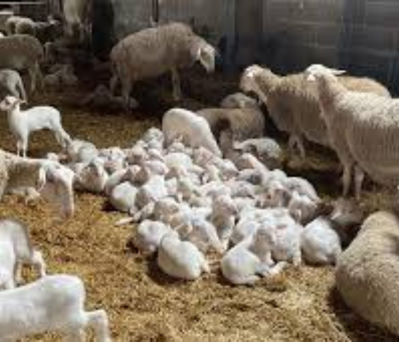 Boosting Ovulation in Ewes with Protein Supplementation