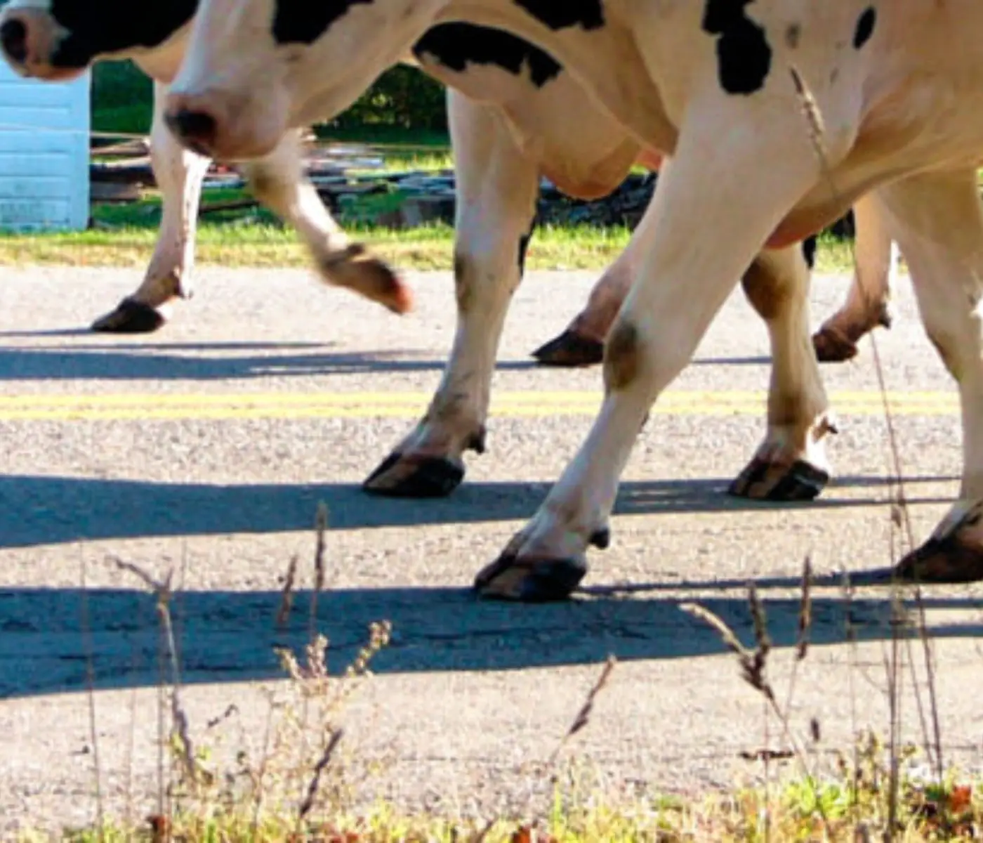 Risk Factors in Hoof Health in Dairy Cows