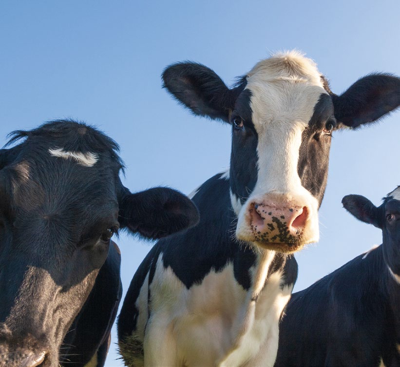 Grain Processing in Cattle Feeding