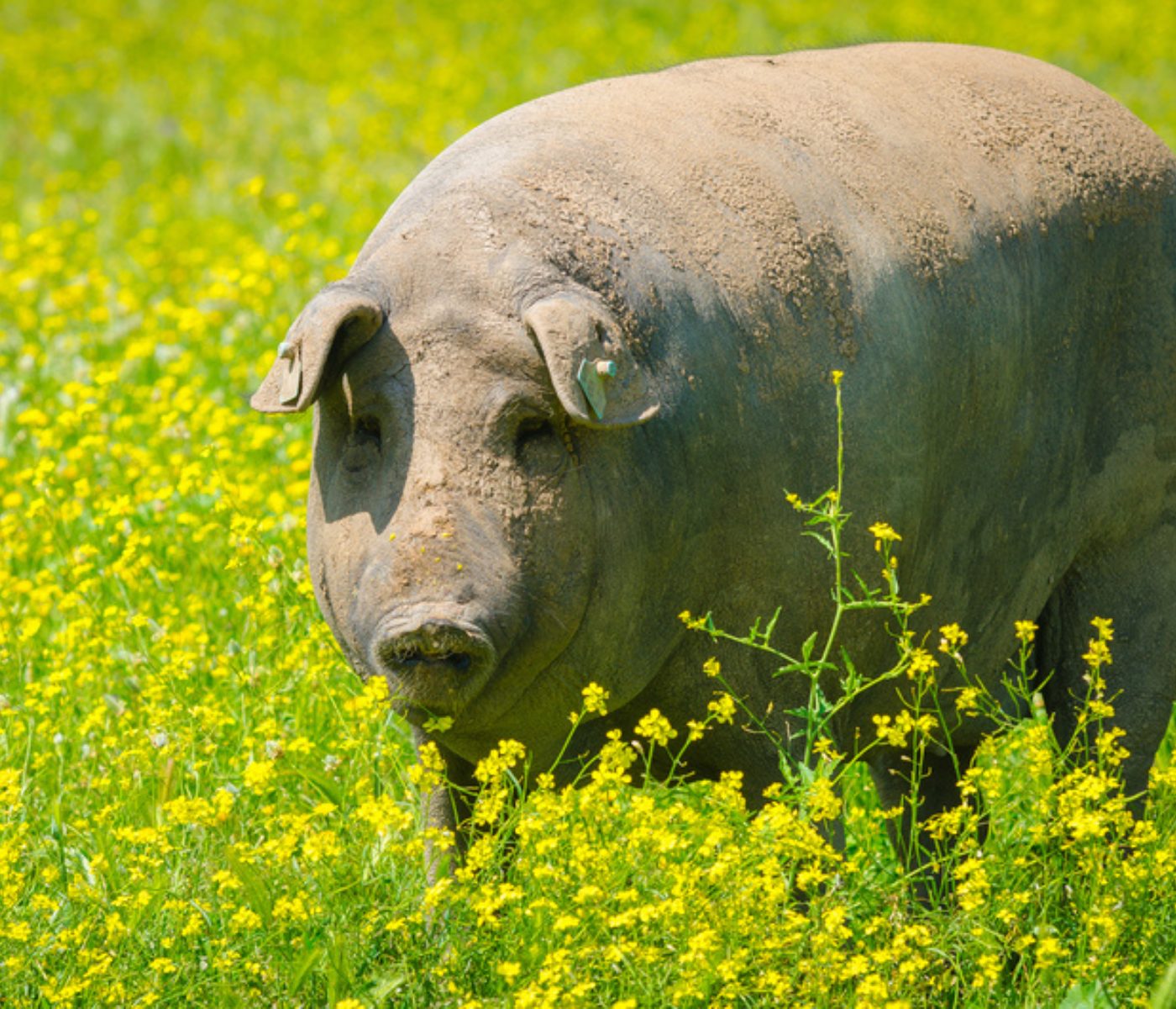 Entrevista: A. Quijada, Director de Alimentación Animal y Agricultura COVAP