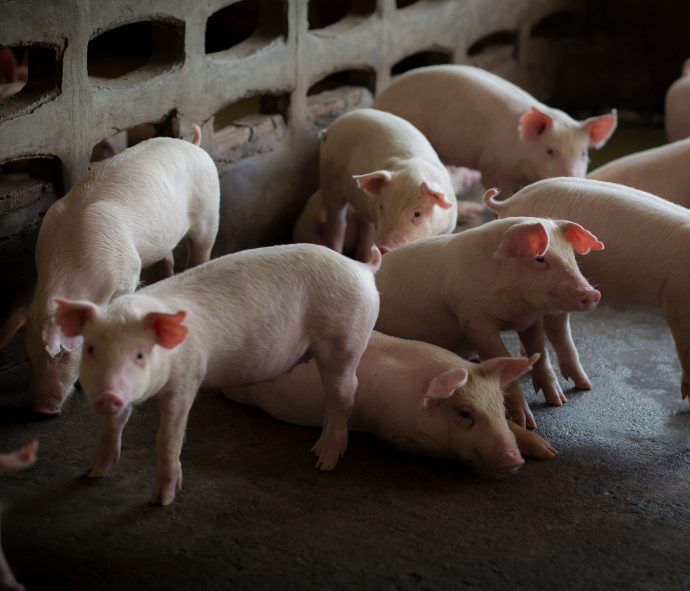 Boosting gut efficiency in fattening pigs to cut costs with live yeast