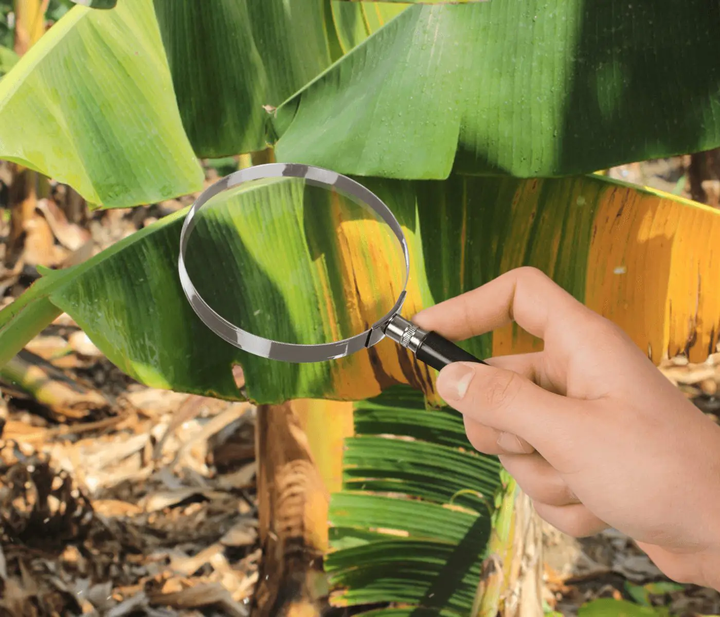 Venezolano recibe premio por su tesis doctoral sobre la marchitez del banano