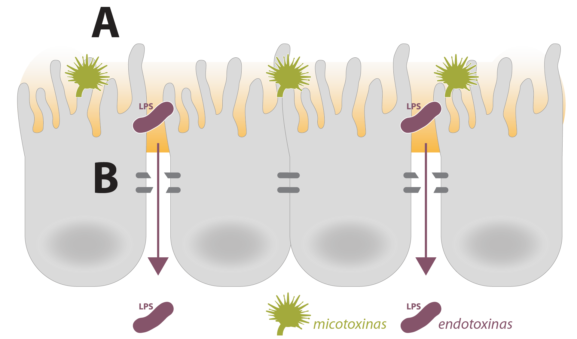 micotoxinas-e-endotoxinas-barreira