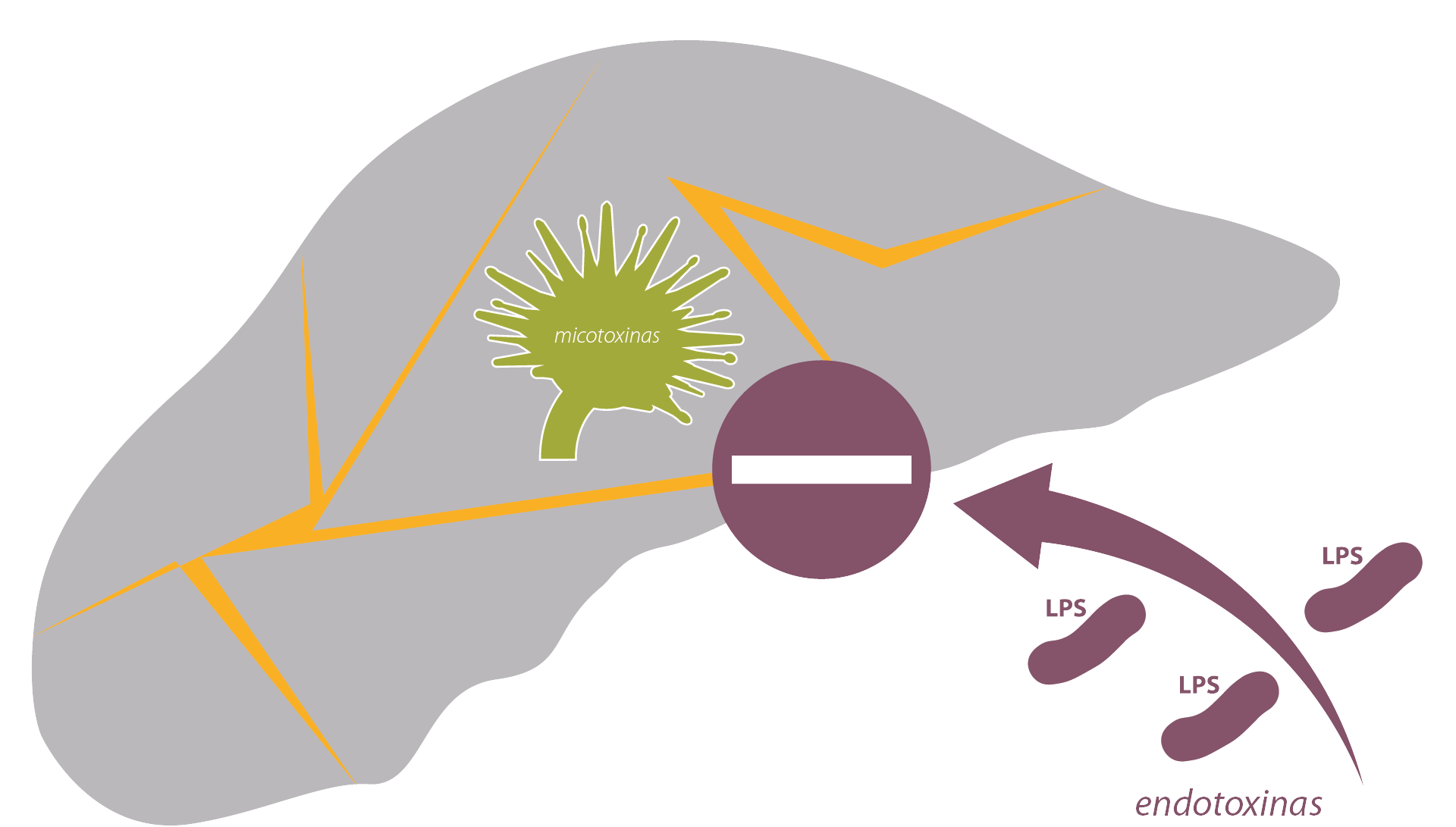 micotoxinas-e-endotoxinas-figado