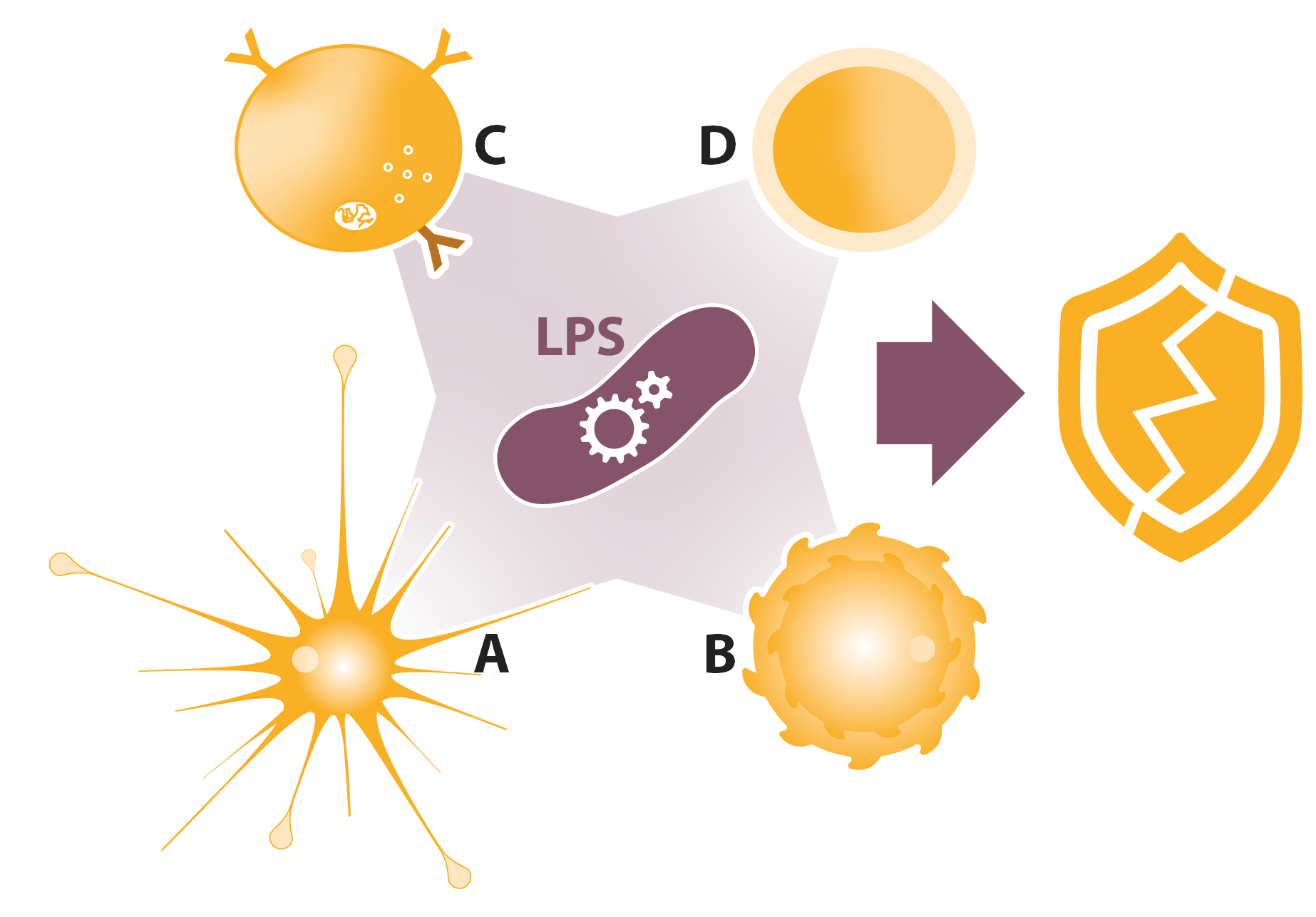 micotoxinas-e-endotoxinas-imunidade