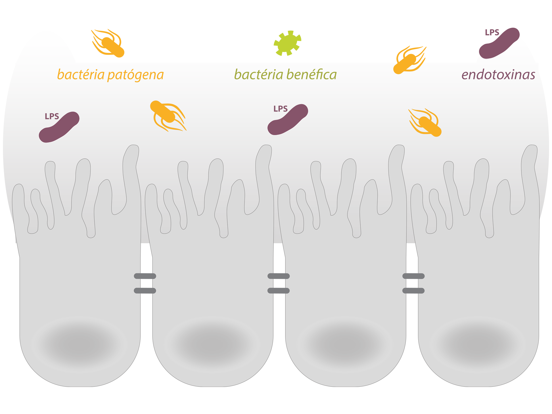 micotoxinas-e-endotoxinas-microbiota