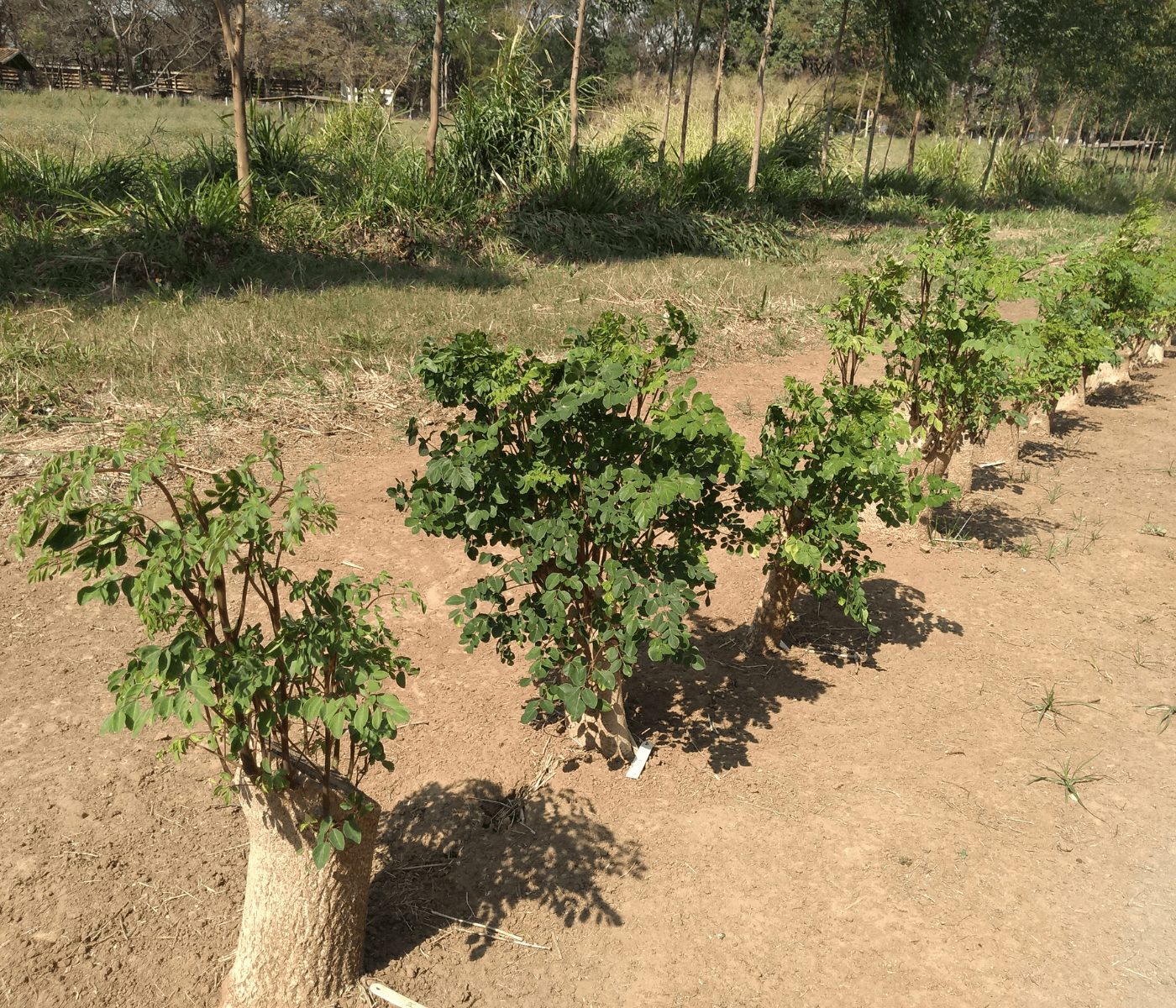 Moringa: A Drought-Proof Forage for Ruminants