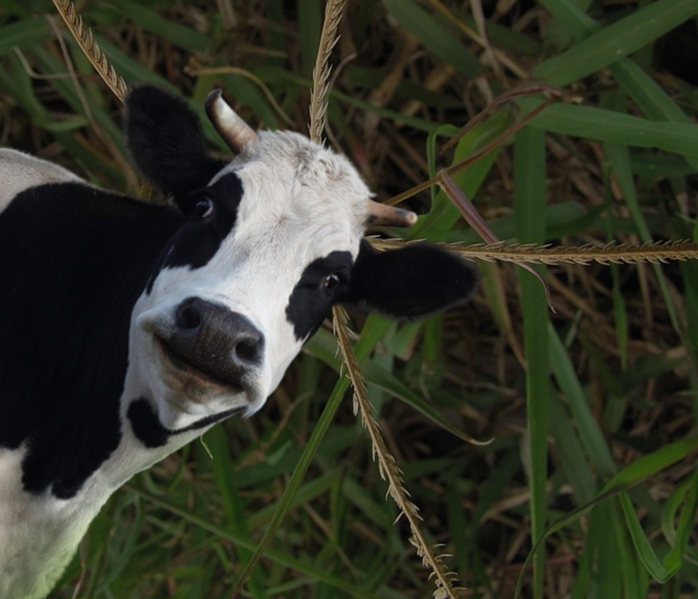 Pasto Estrella Africana: valor nutricional e impacto de rebrote y fertilización