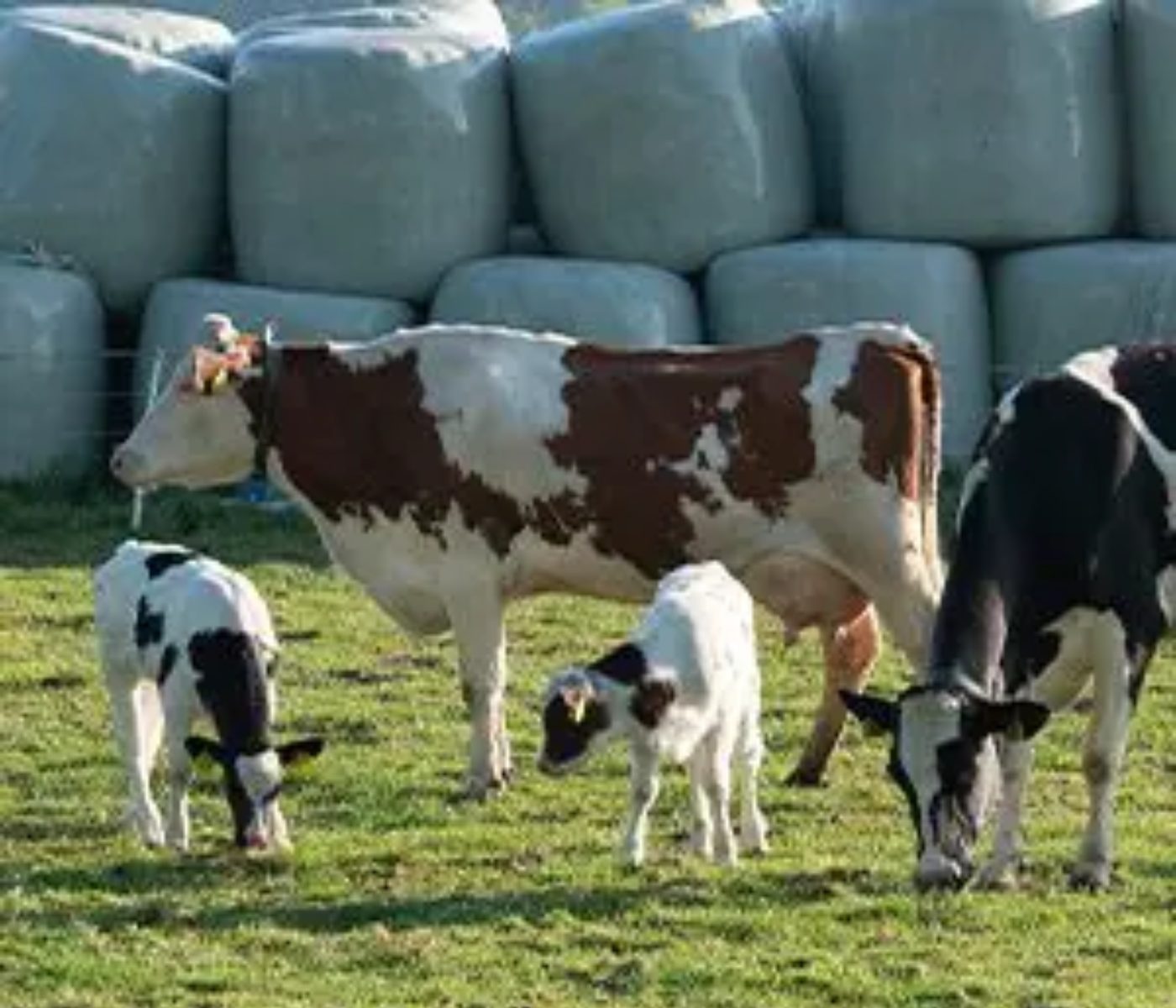 How Seasonality and Maternal Metabolic Profile Affect Calf Health