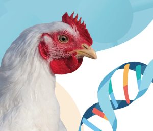 Methionine in Poultry Diets and Its Role in Antioxidant Defense – Part I