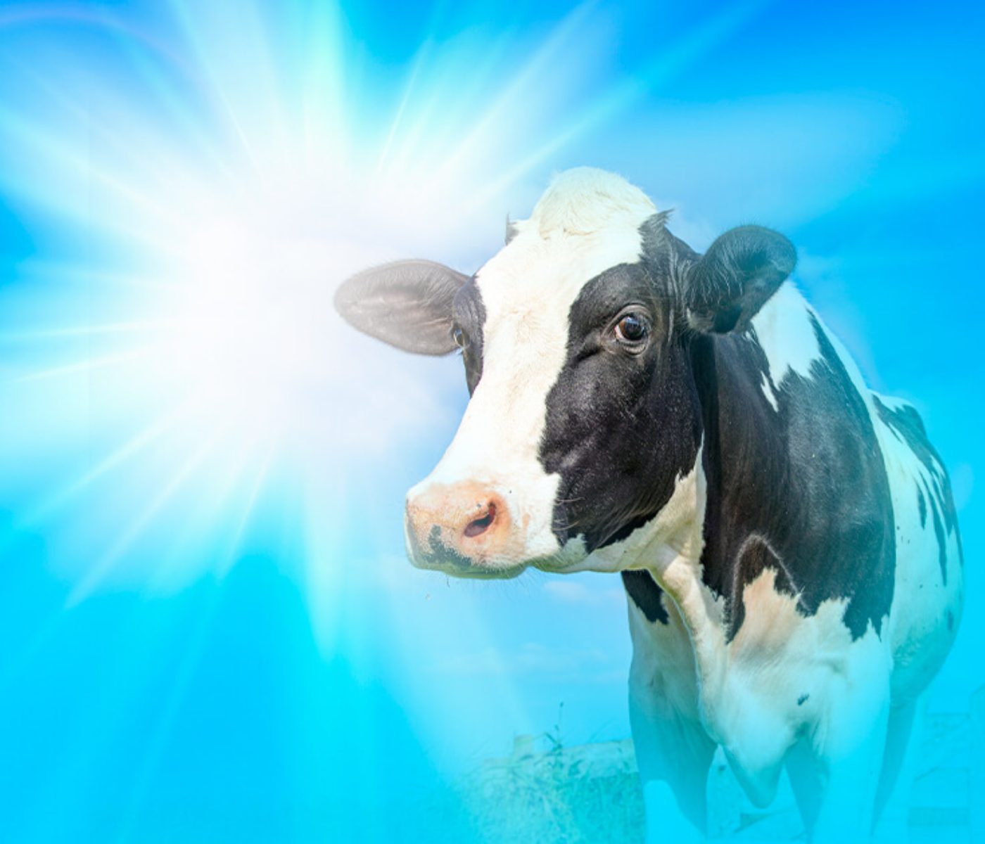 Effective Heat Stress Mitigation Through Benchmarking in Dairy Farms