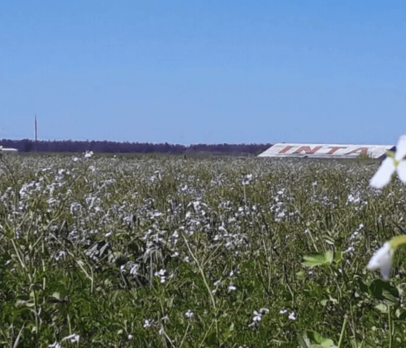 Regenerative Grazing System Boosts Weight Gains in Livestock