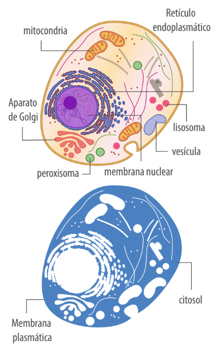 agua cerdos