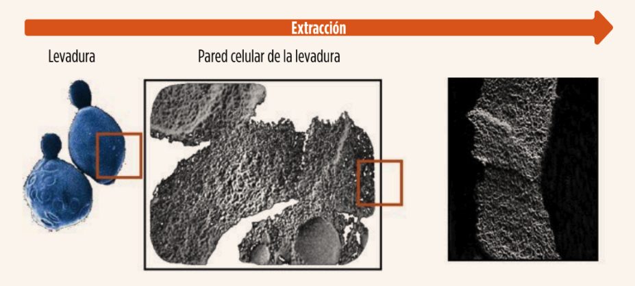 levaduras micotoxinas