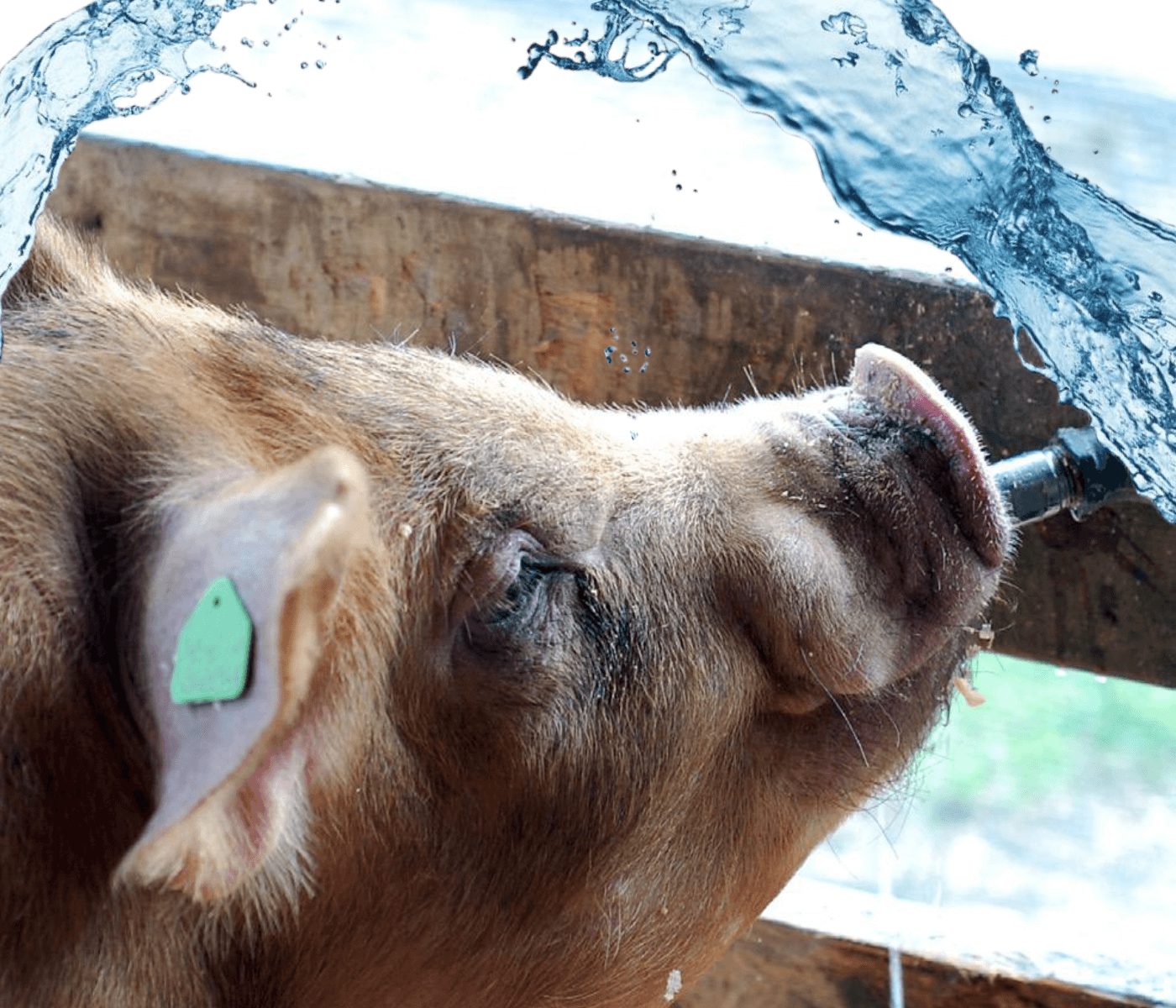 El agua, el nutriente más importante en nutrición porcina