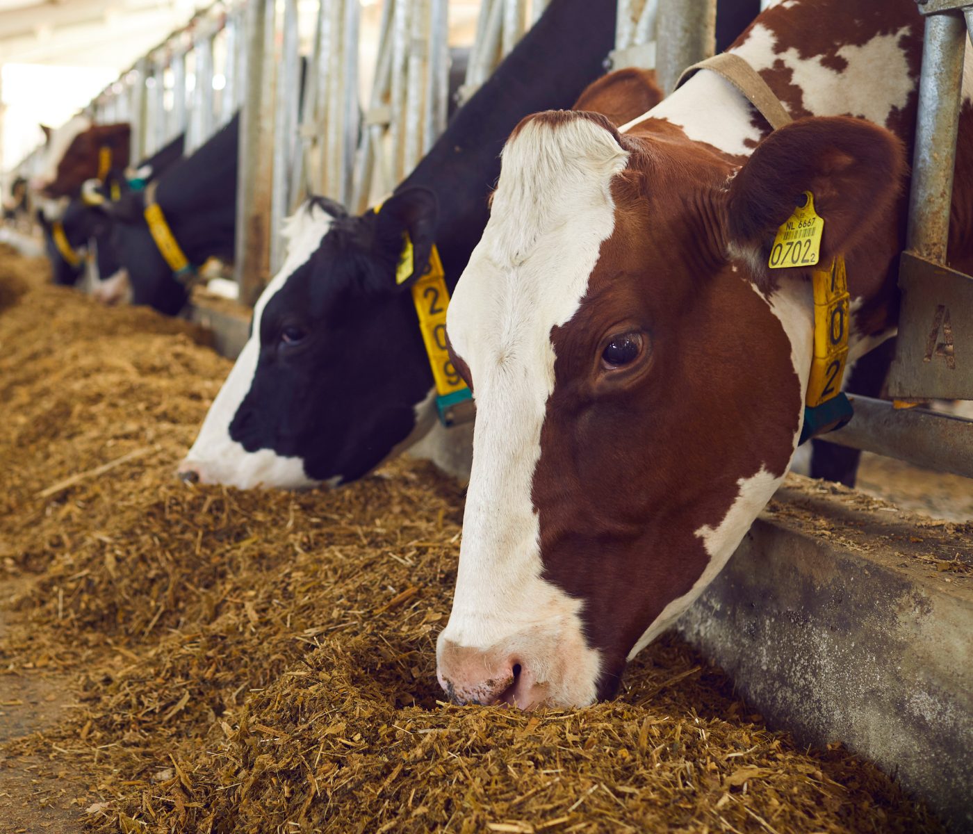 Dietas de vacas leiteiras suplementadas com DL-Metionina protegida