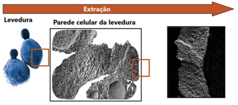 extracao-parede-celular-de-levedura