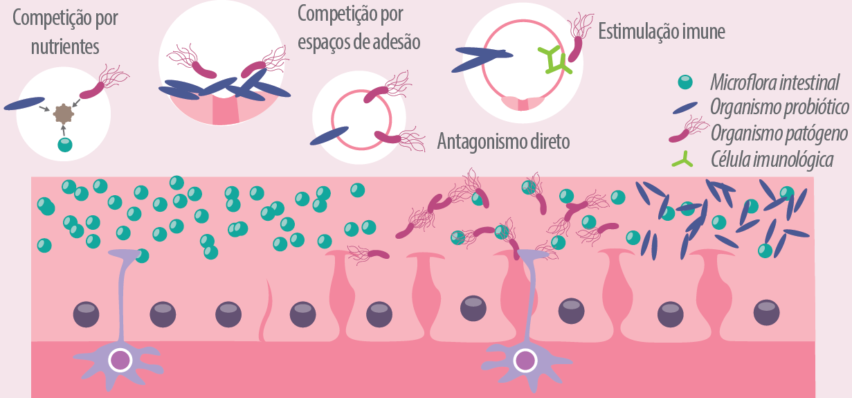 saude-intestinal-de-aves-esquema