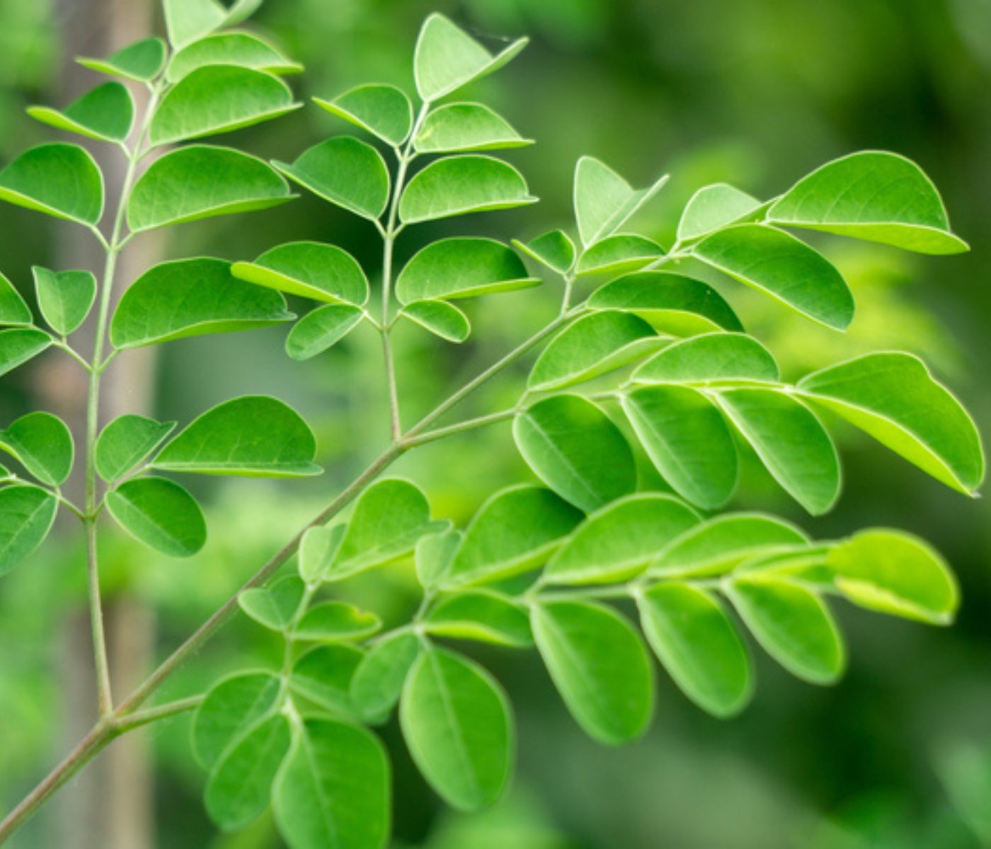 Moringa Olefeira como alternativa forrajera durante la sequía