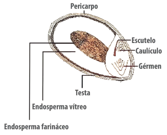 sorgo monogastricos