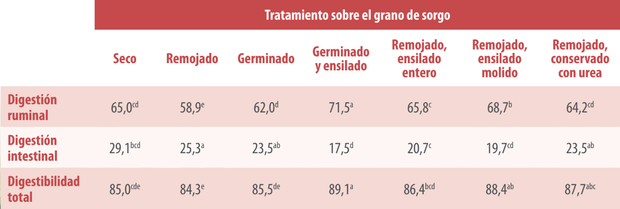 sorgo