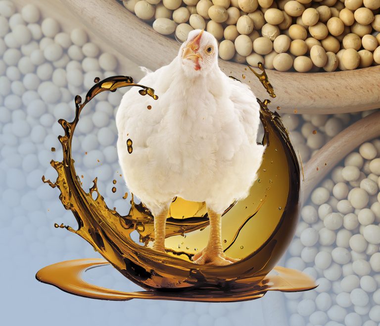 LECIFEED<sup>®</sup>, una fuente de energía para ahorrar costes en fórmula