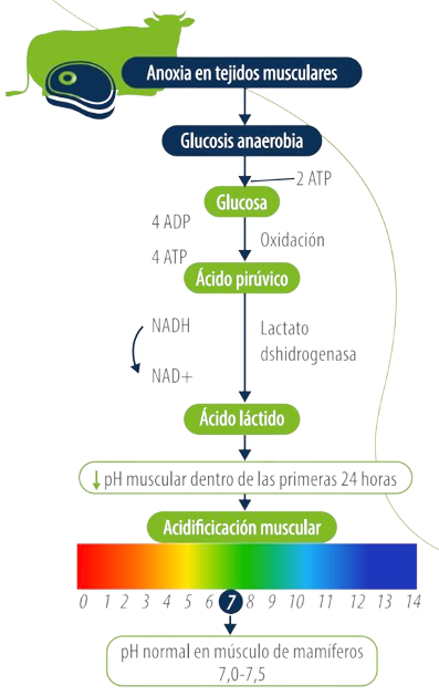 almidón