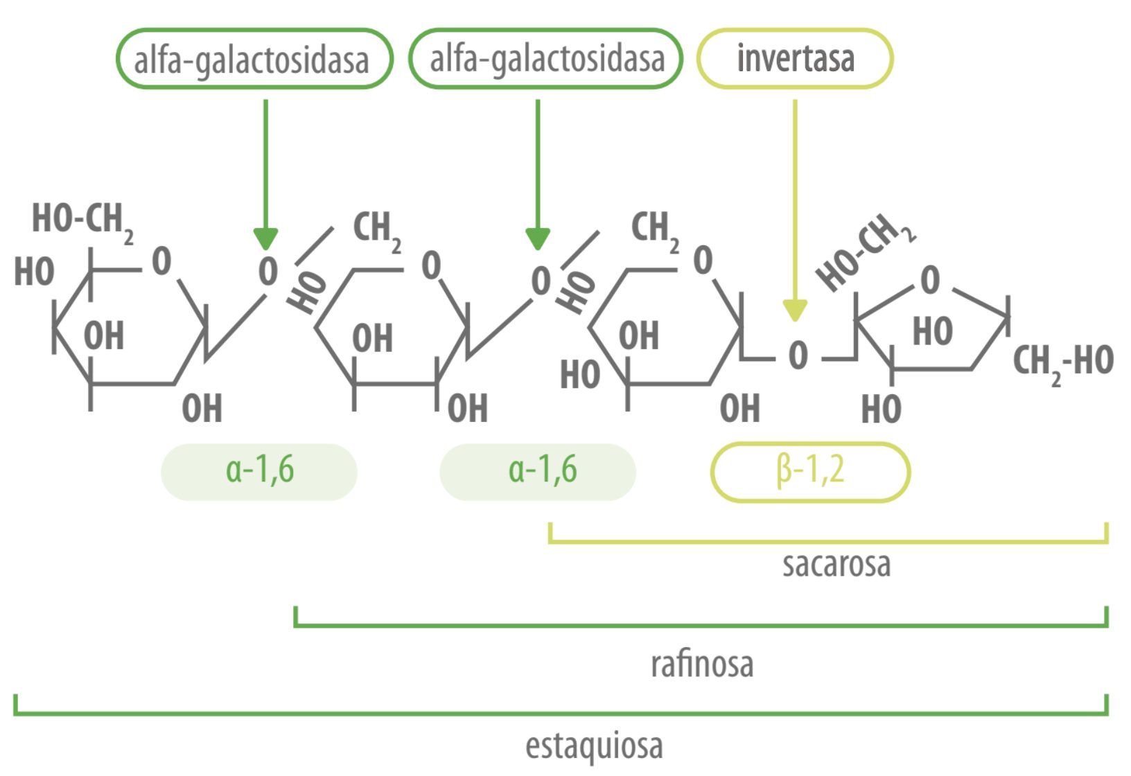 alfa-galactósidos