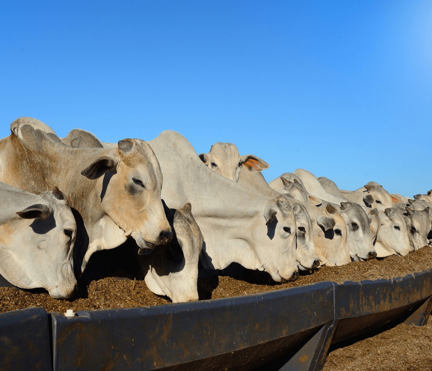 DDG: coproduto do etanol de milho turbina a produção de carne brasileira