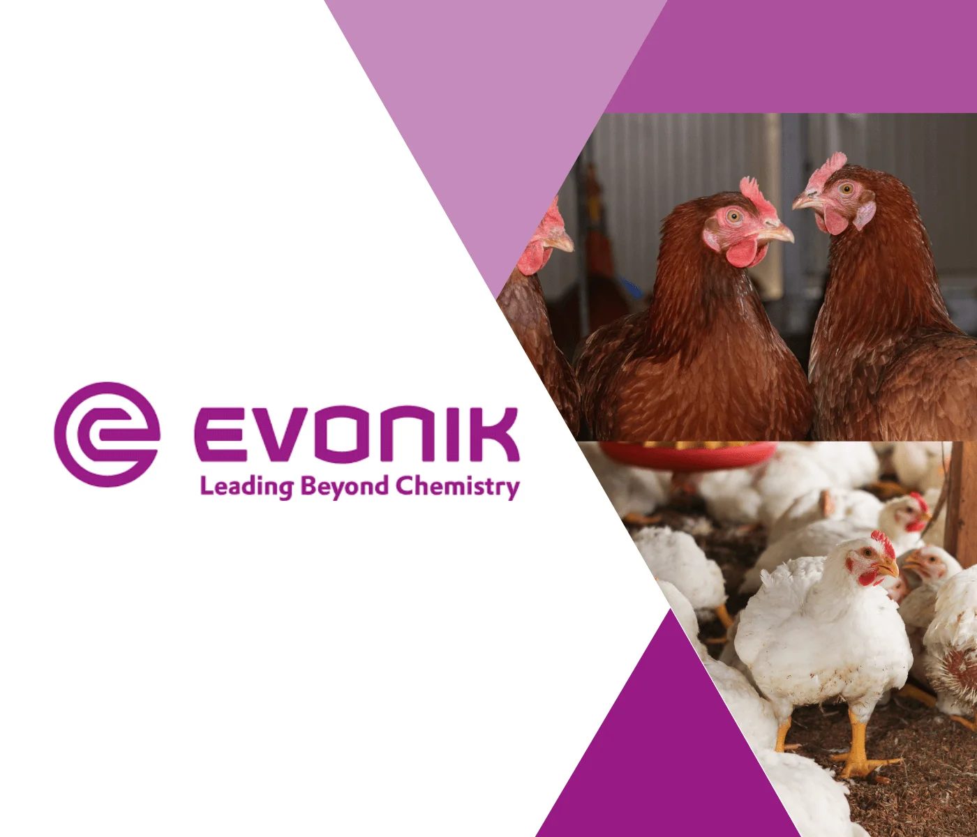 Evonik debate nutrição de precisão na avicultura durante Conferência PSA