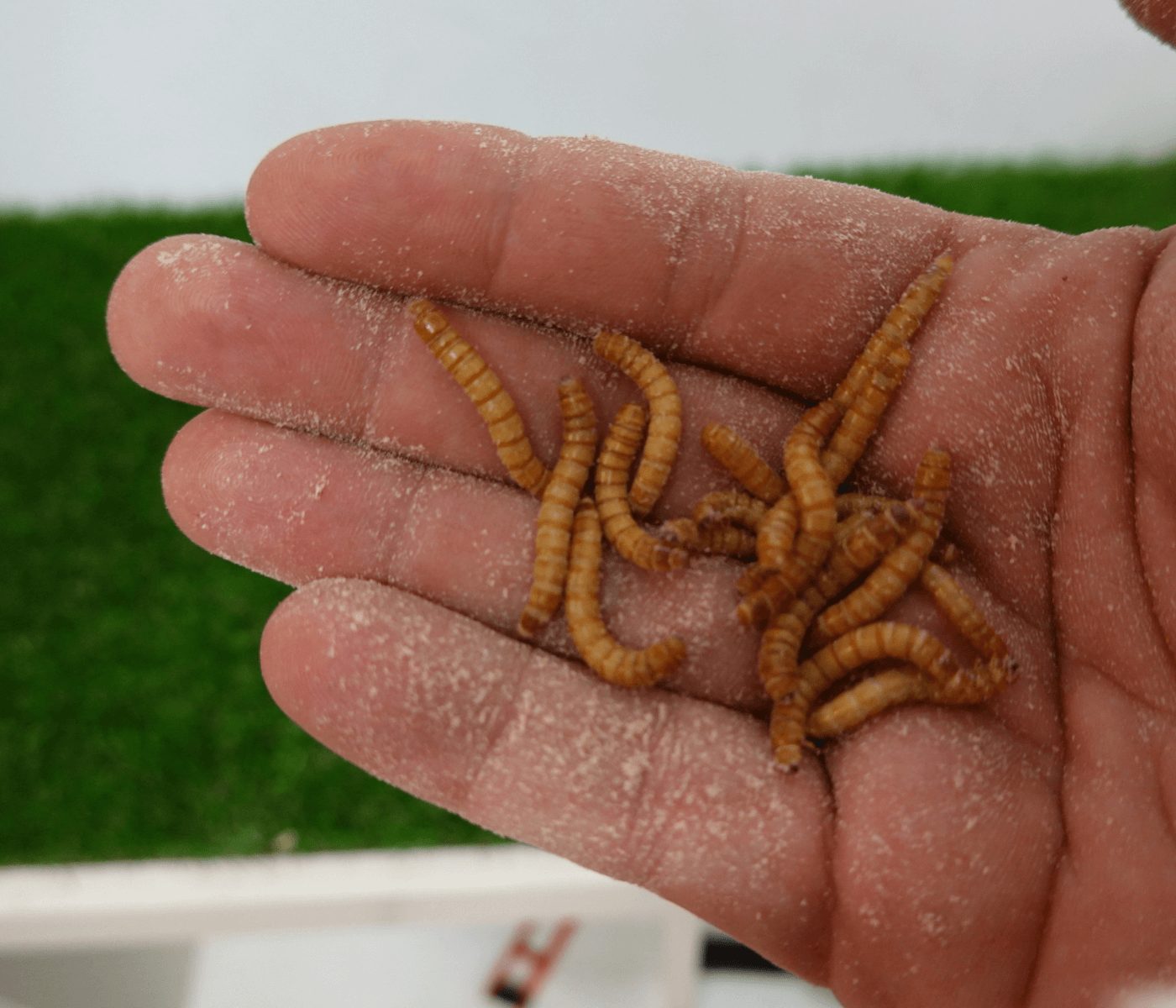 Entomocultura na nutrição animal: a importante atuação do zootecnista