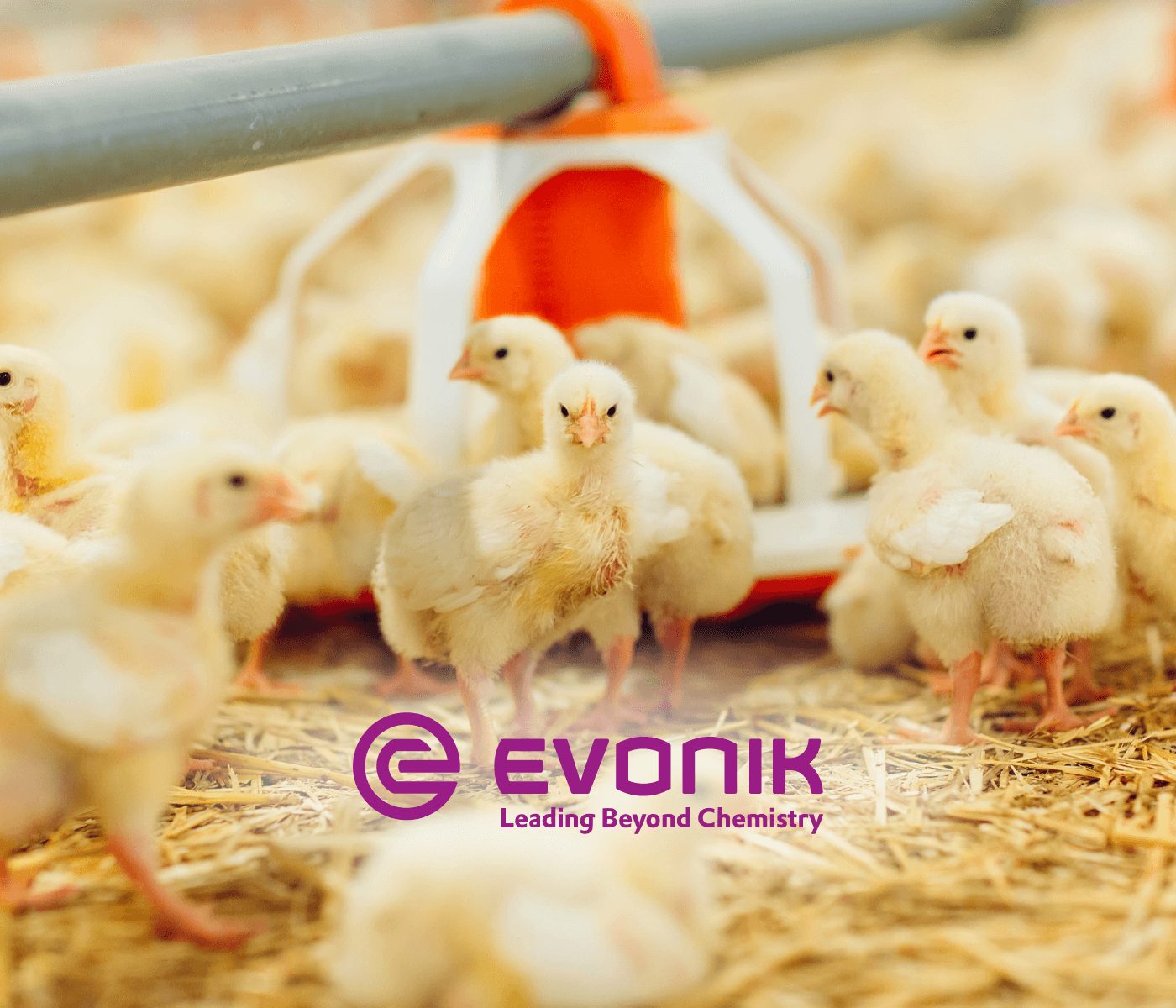 Evonik: inovações nutricionais para atender exigências do frango moderno