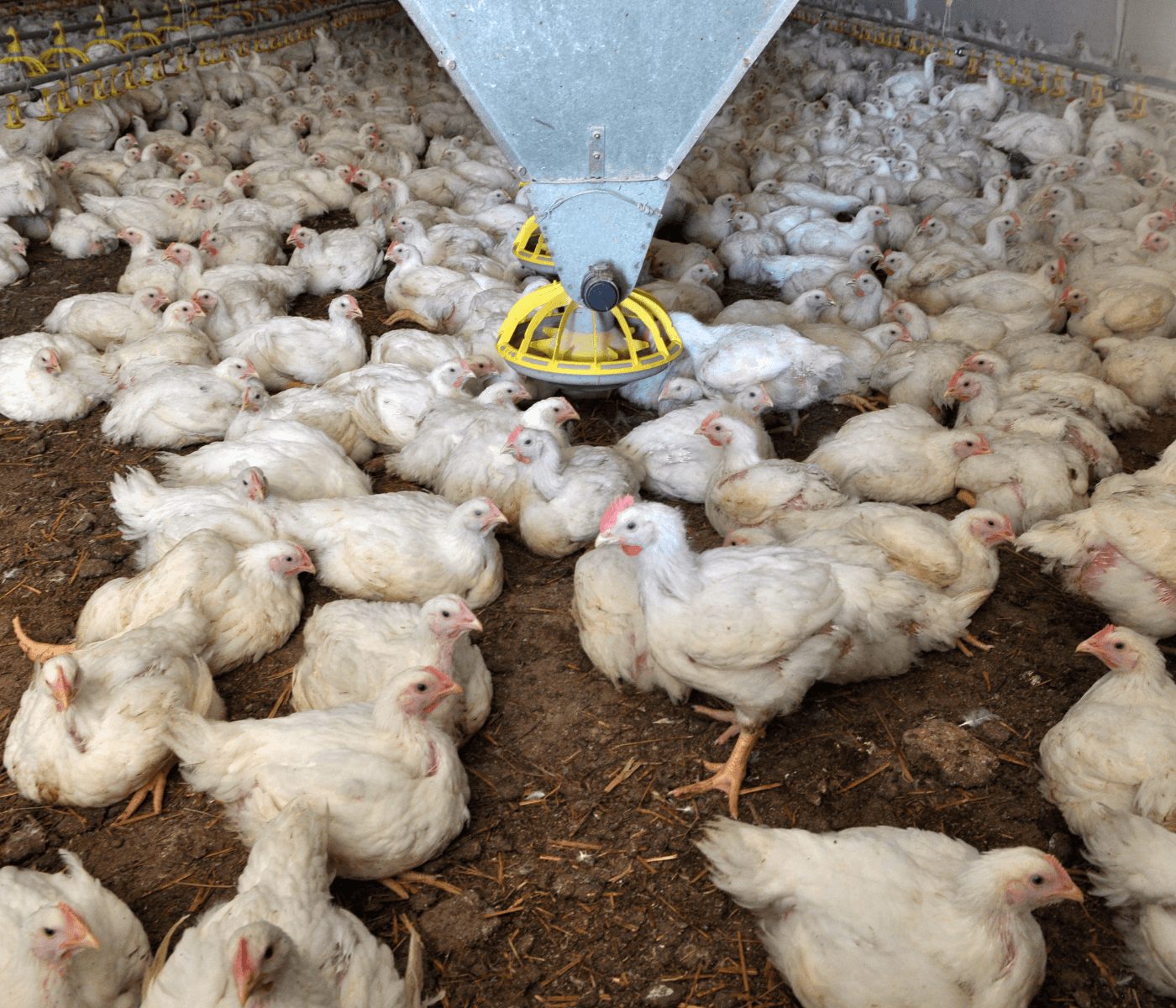 Evonik destaca tecnologias para tomada de decisões na nutrição de aves