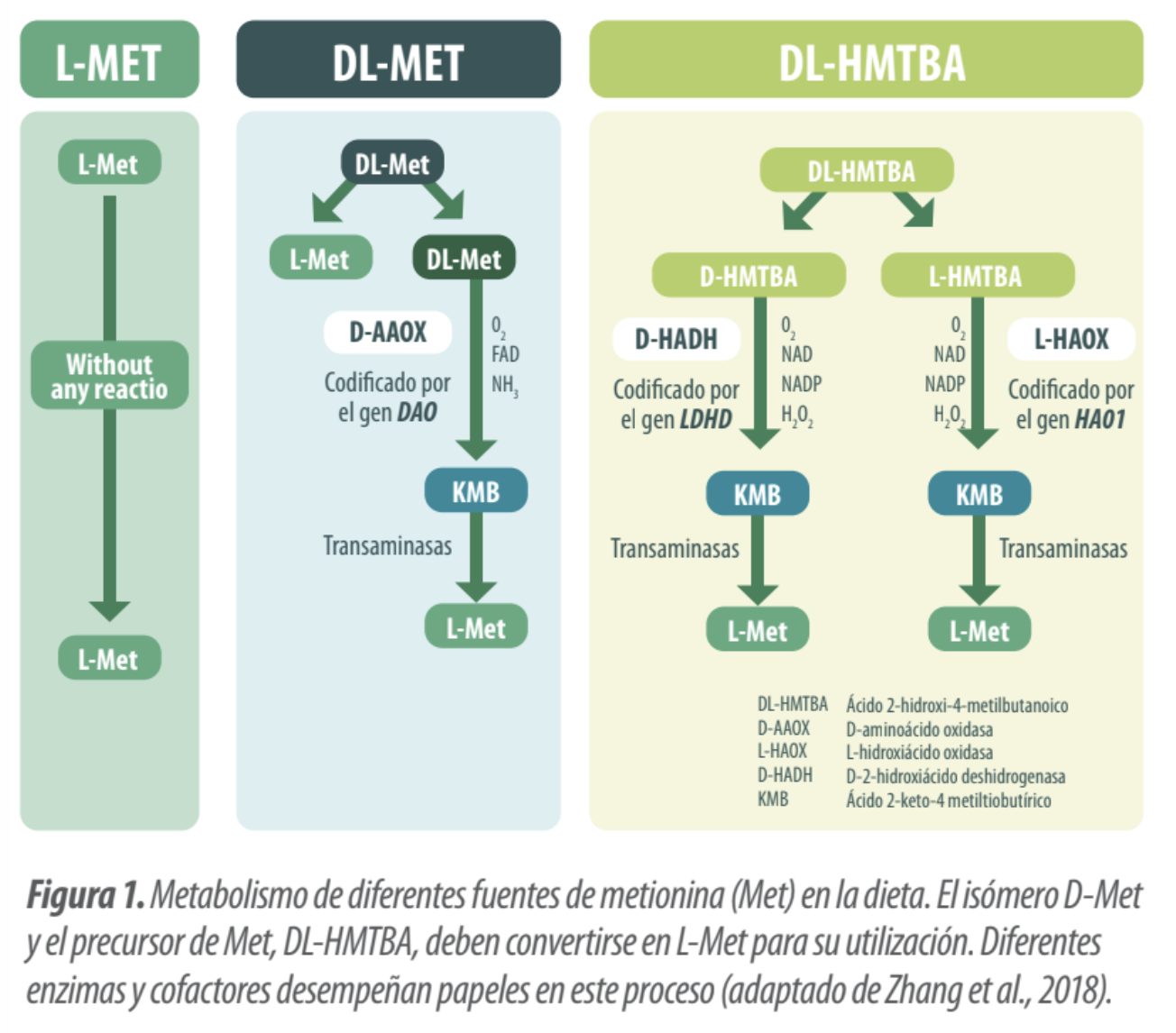 metionina