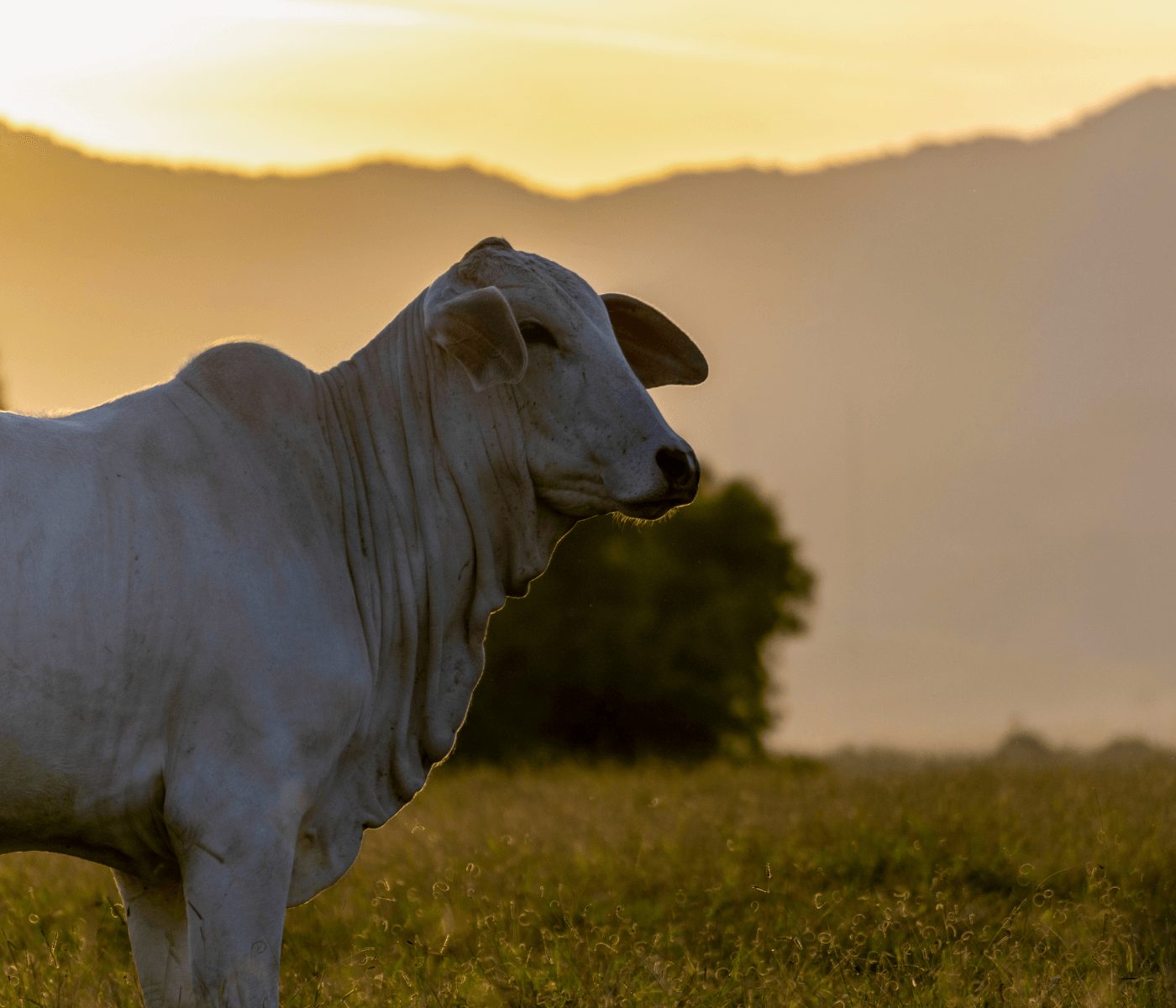 Minerva Foods integra coalizão pioneira de bem-estar animal