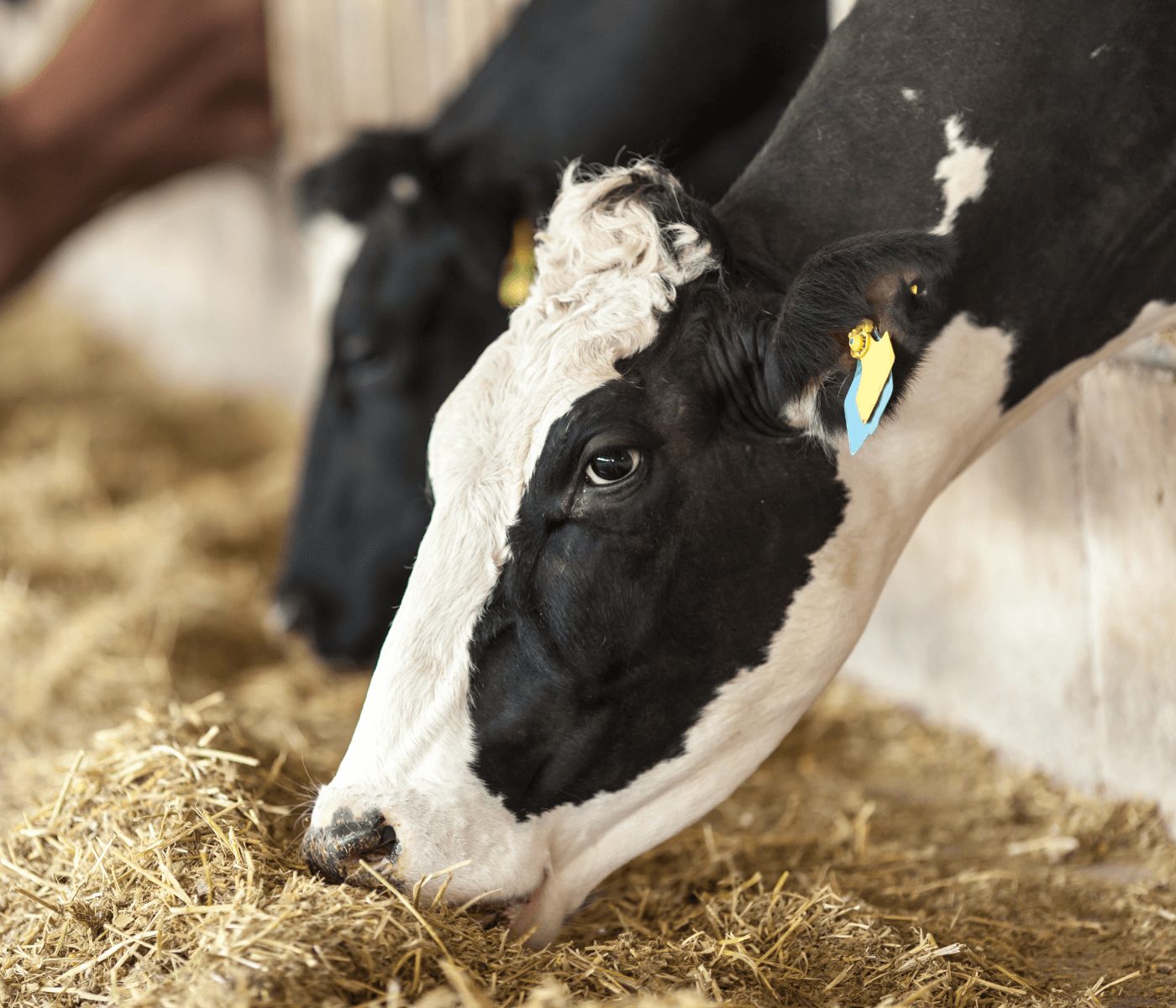 Nutrição de bovinos de leite na pauta do SBSBL