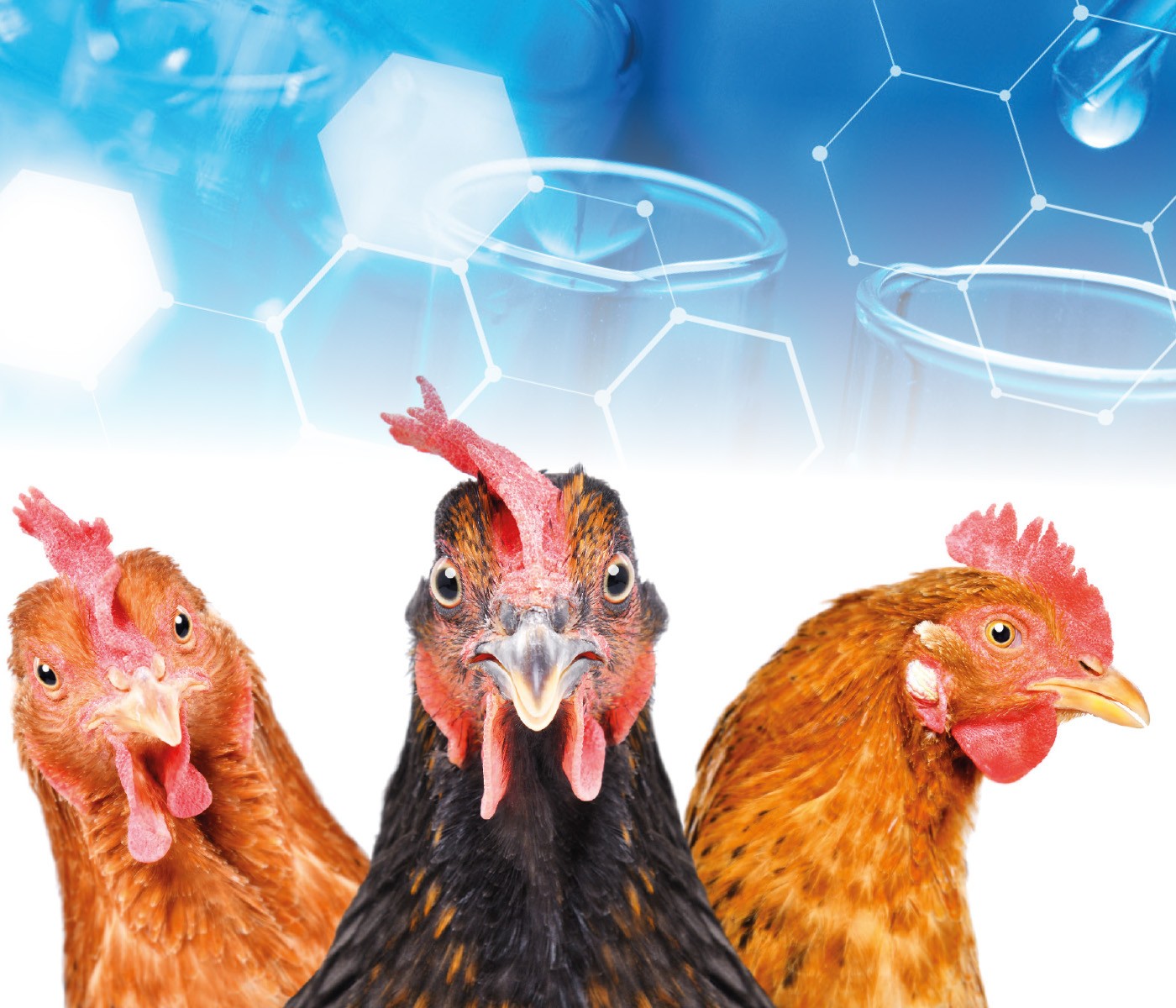 Ensayos de eficacia de Detoxa Fumo/Detoxa Goal Poultry