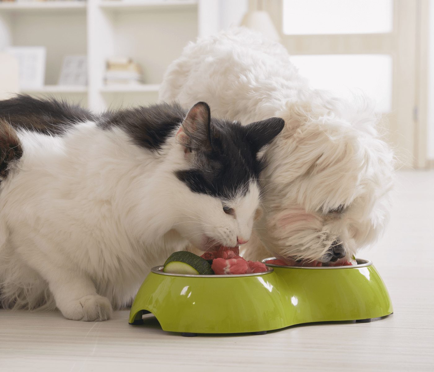 Gripe aviar: alerta en EEUU por alimentos para mascotas contaminados