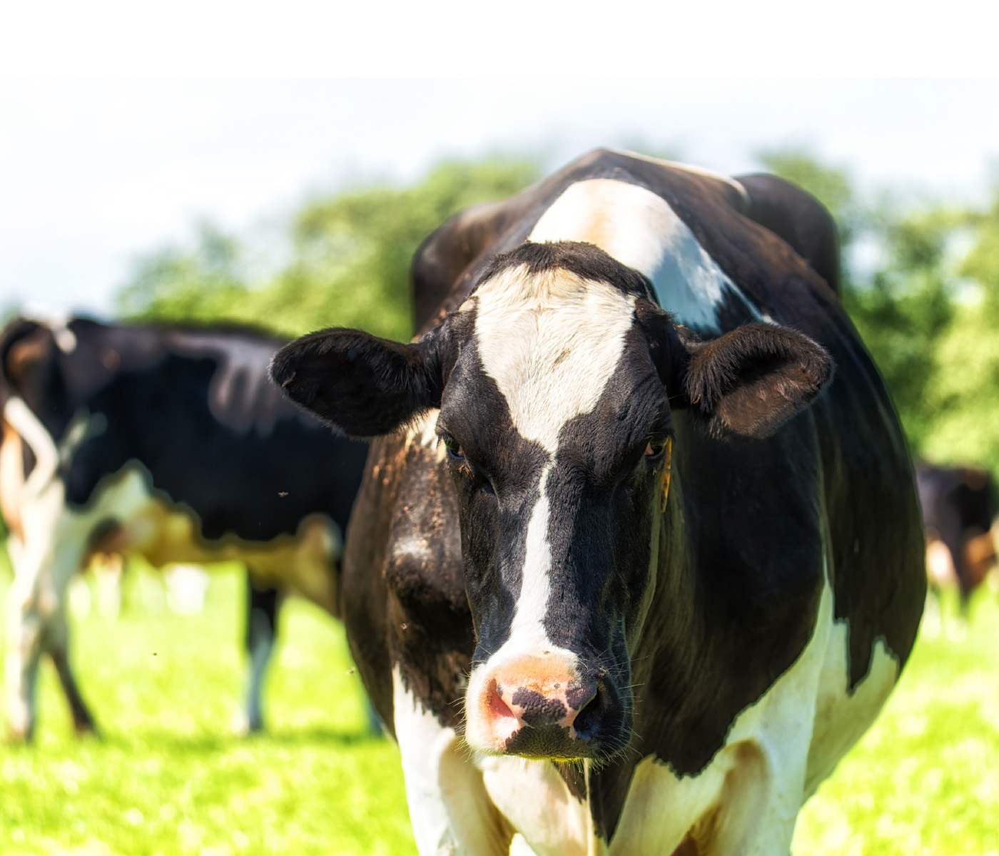 ¿Podría deberse el rendimiento subóptimo de vacas a una pared ruminal dañada?