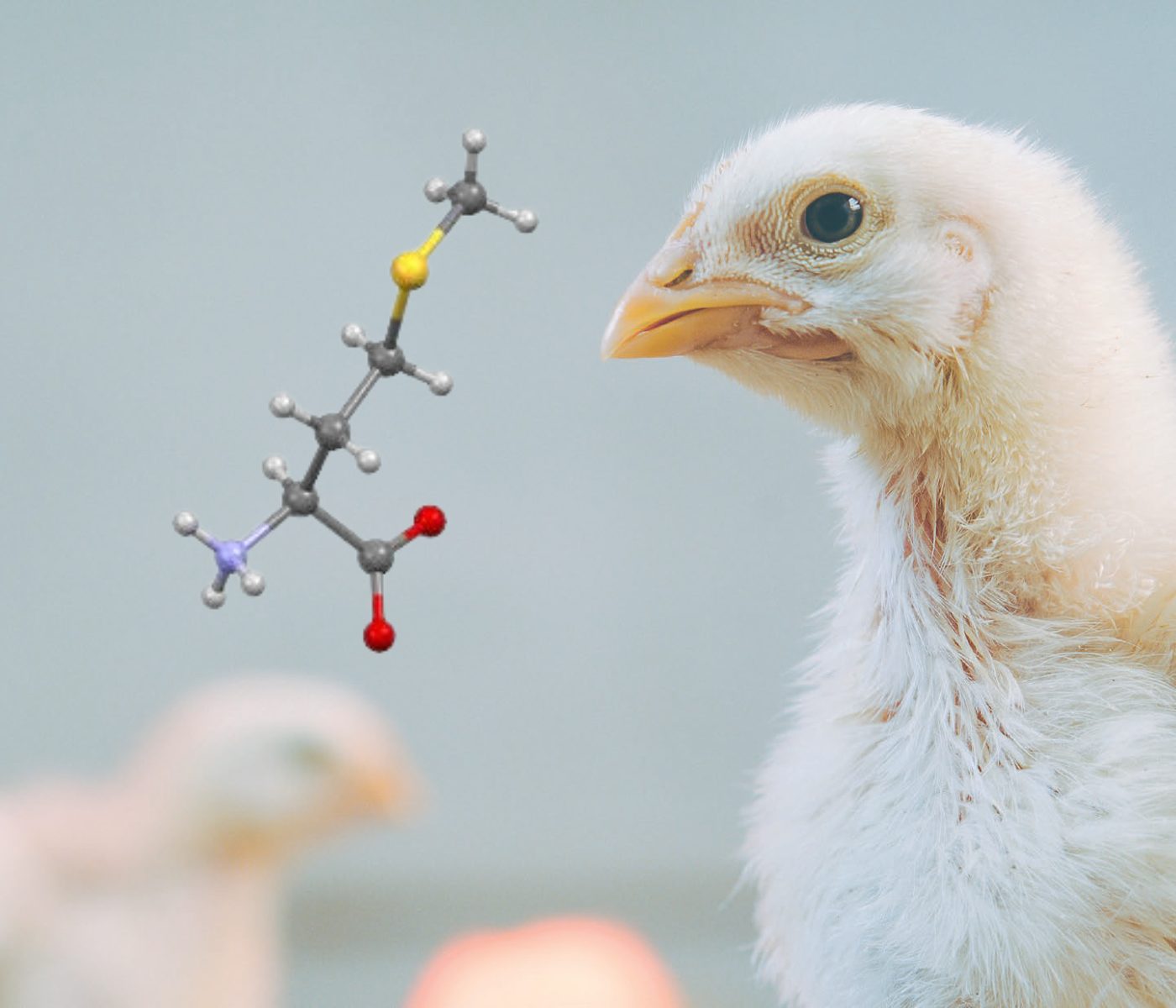 Methionine in Poultry Diets & Its Role in Antioxidant Protection – Part II