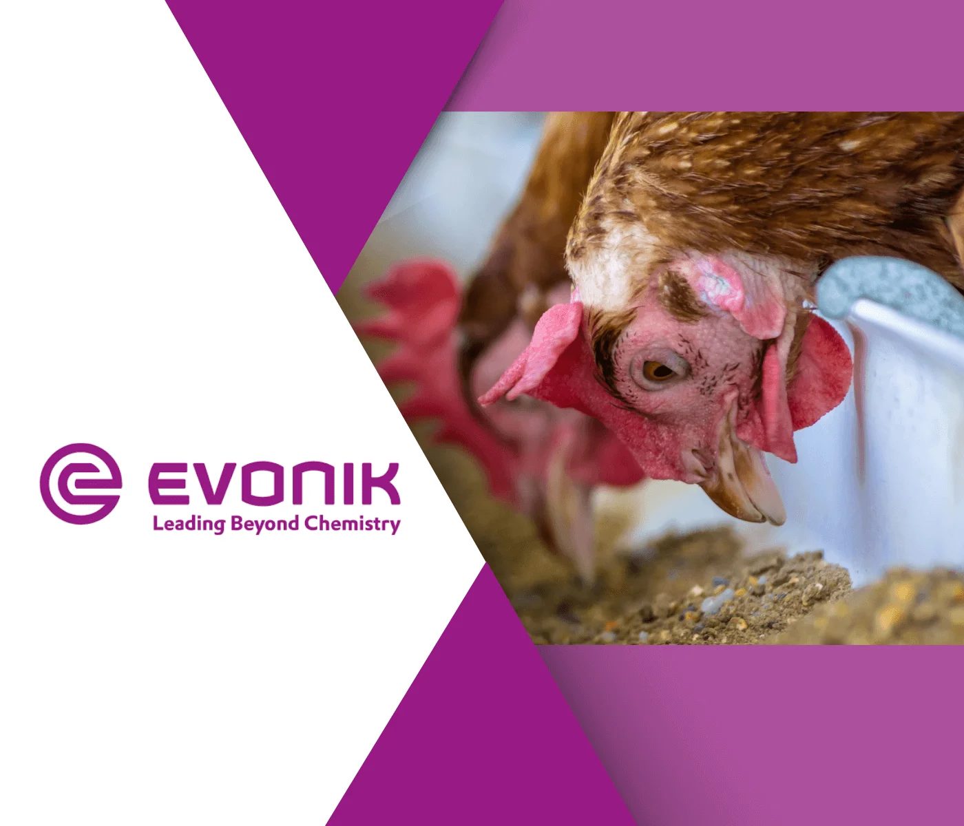 Evonik discutiu nutrição de aves mais precisa para melhor desempenho