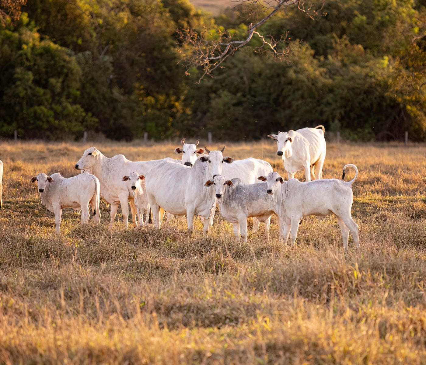 EPAMIG orienta sobre período de transição seca-águas para o pasto