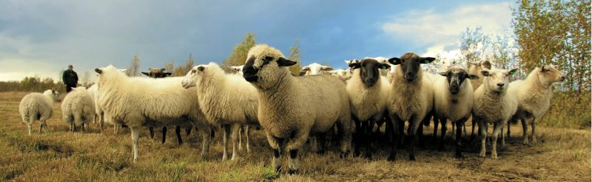 Sheep and Goat Farm Resilience: What Makes Farms Better Able to Adapt?