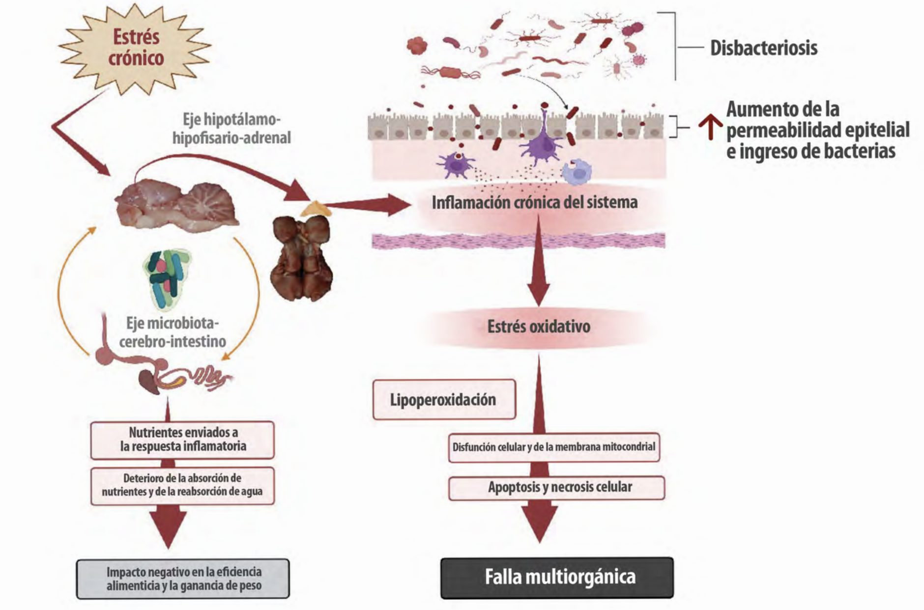 inflamación intestinal aves