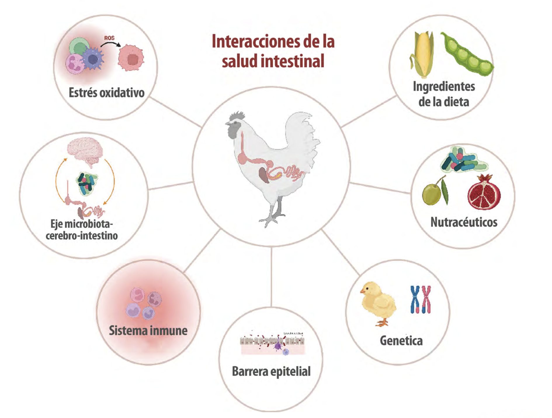 inflamación intestinal aves