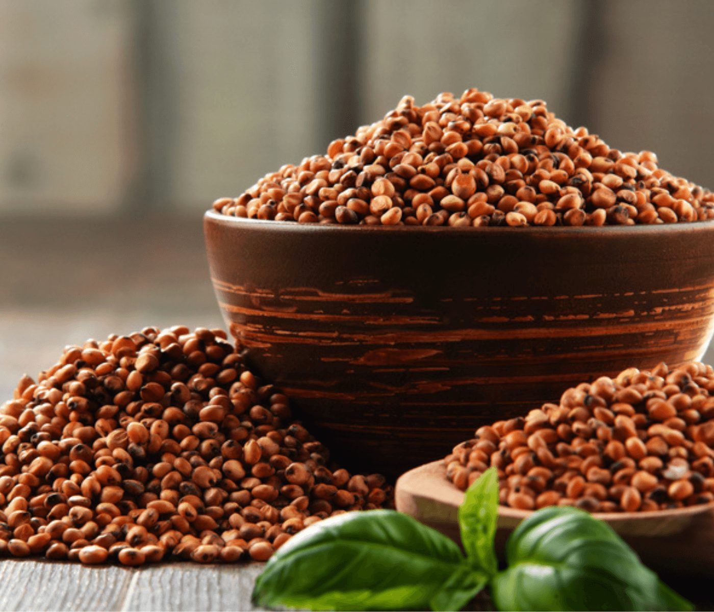 Sorgo en nutrición animal: actualizaciones de nutriNews LATAM