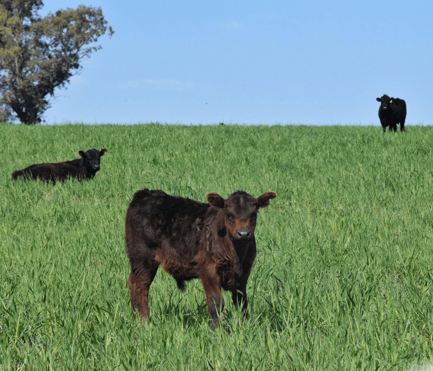 Nova ferramenta digital vai apoiar pecuaristas no planejamento forrageiro