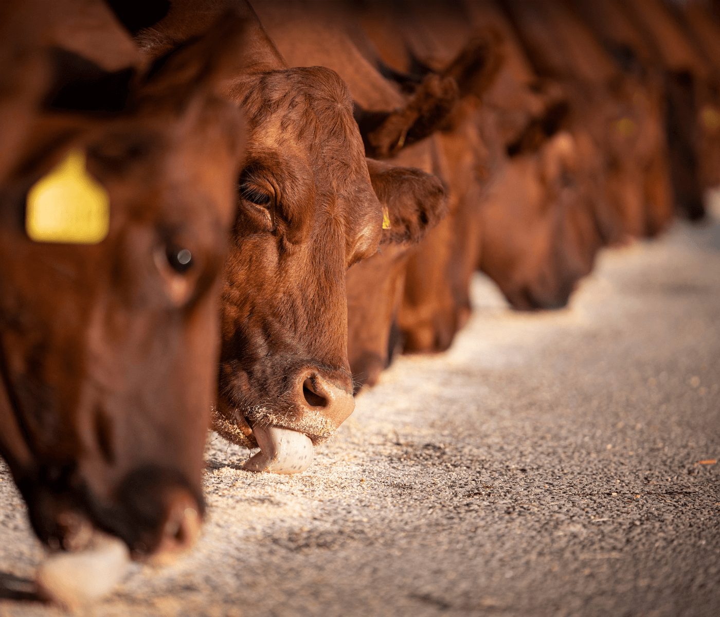 Nova plataforma reúne dados da cadeia produtiva da carne bovina