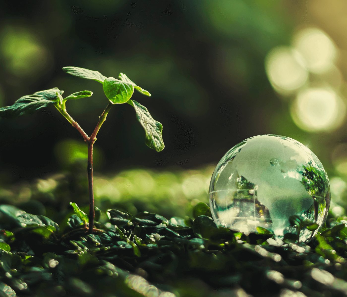 Por que o agro demanda habilidades em sustentabilidade?