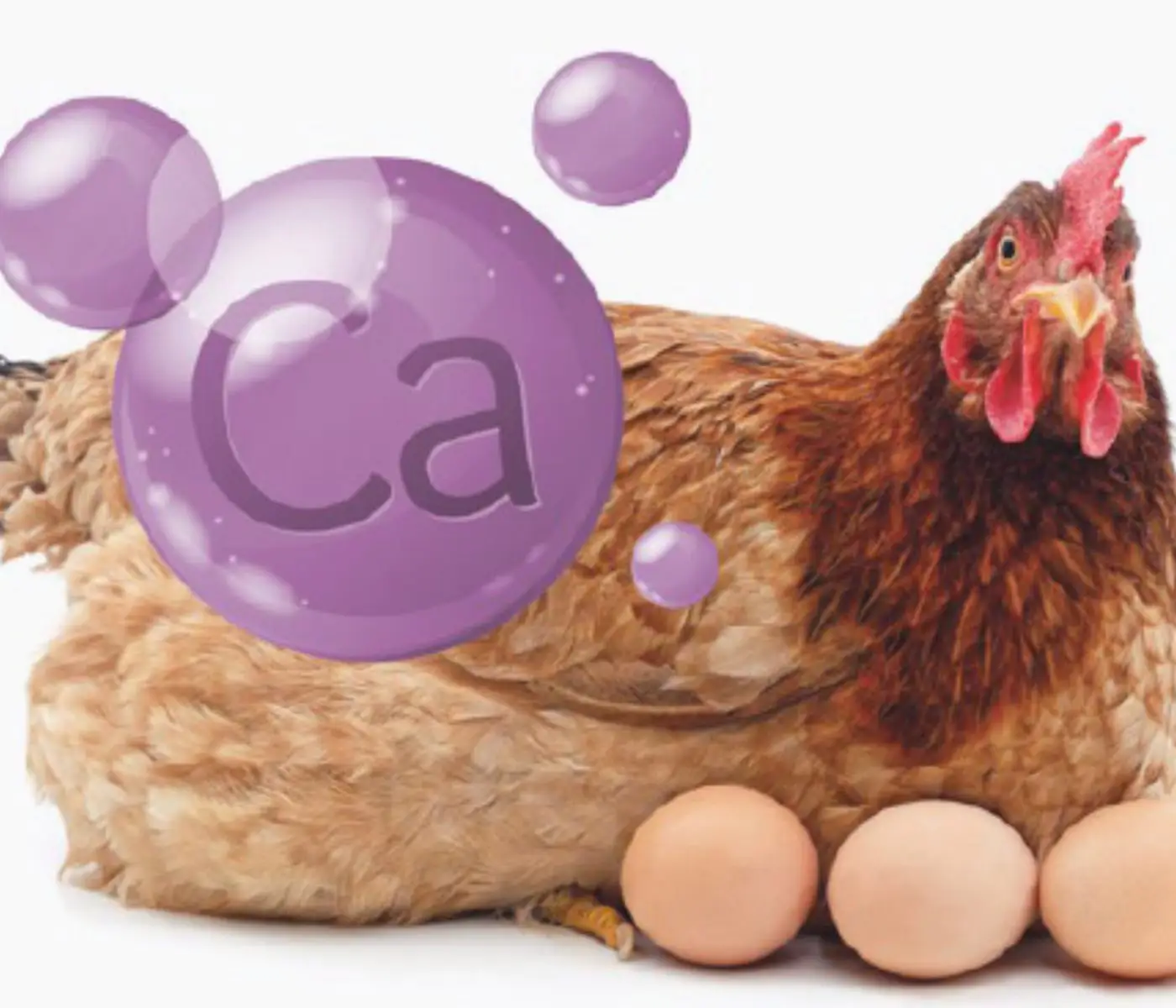 From Calcium to Care: Key Factors Influencing Eggshell Quality in Layers